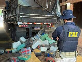 Carga de milho esconde 5,2 toneladas de maconha em rodotrem Carga de milho esconde 5,2 toneladas de maconha em rodotrem