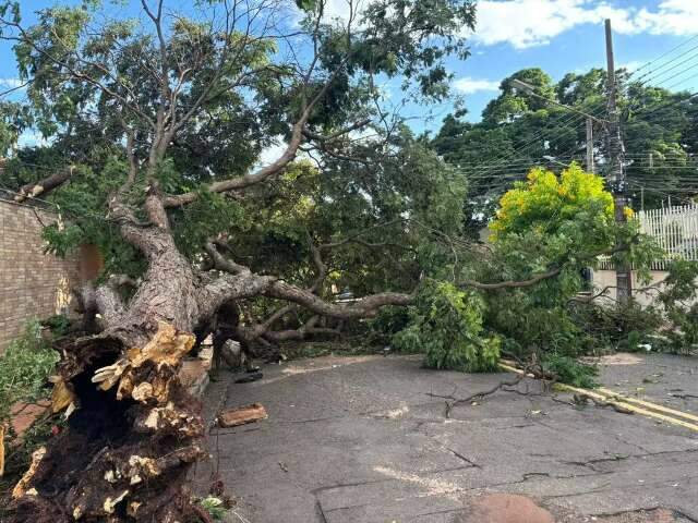 Prefeitura destinar&aacute; R$ 20,3 milh&otilde;es para podas e remo&ccedil;&atilde;o de &aacute;rvores 
