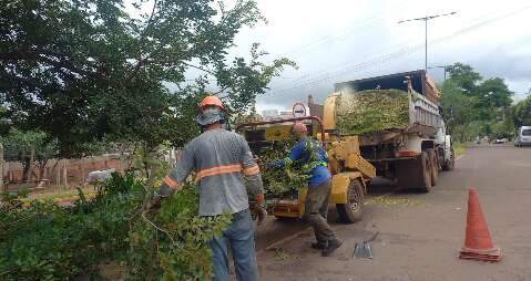 Prefeitura destinar&aacute; R$ 20,3 milh&otilde;es para podas e remo&ccedil;&atilde;o de &aacute;rvores 