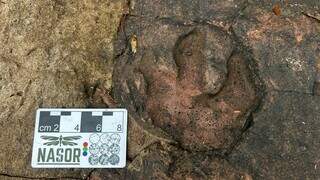 Novas pegadas de dinossauros levam a histórias de 150 milhões de anos Novas pegadas de dinossauros levam a histórias de 150 milhões de anos