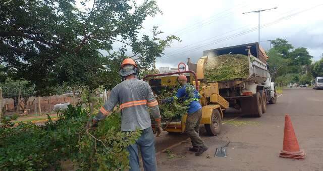Prefeitura destinar&aacute; R$ 20,3 milh&otilde;es para podas e remo&ccedil;&atilde;o de &aacute;rvores 