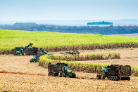 MS cresce na produ&ccedil;&atilde;o de cana e coloca Nova Alvorada do Sul no 2&ordm; lugar nacional