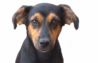 Tutora paga R$ 500 para quem achar cachorra epilética que fugiu no Zé Pereira Tutora paga R$ 500 para quem achar cachorra epilética que fugiu no Zé Pereira