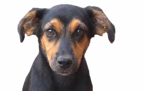 Tutora paga R$ 500 para quem achar cachorra epil&eacute;tica que fugiu no Z&eacute; Pereira 