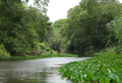 Em 40 anos, lavouras avan&ccedil;am e vegeta&ccedil;&atilde;o nativa diminui na Mata Atl&acirc;ntica de MS