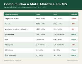 Mata Atlântica perdeu 184 mil hectares em MS enquanto lavouras avançaram 582% Mata Atlântica perdeu 184 mil hectares em MS enquanto lavouras avançaram 582%