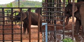 Ap&oacute;s cruzar MS, Sandro chega a santu&aacute;rio "fazendo as coisinhas de elefante dele"