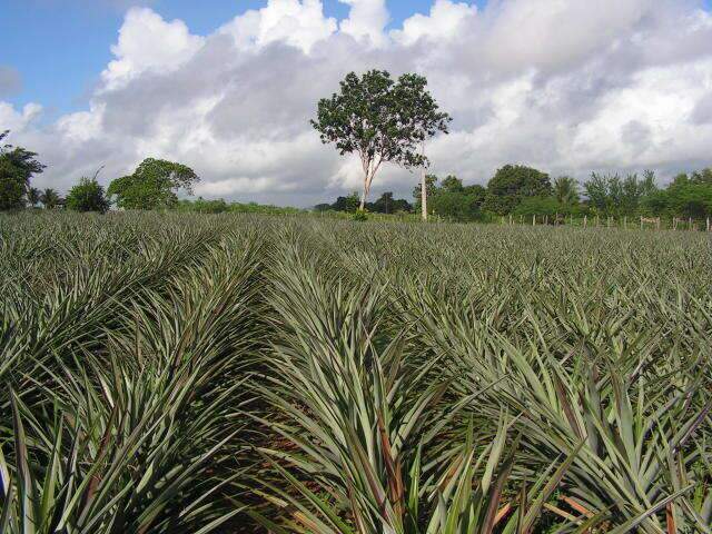 Capital lidera produ&ccedil;&atilde;o de abacaxi, uva e manga em Mato Grosso do Sul