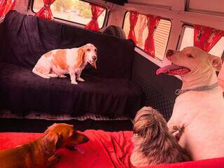 Kombi dos cachorros leva at&eacute; 15 pets e rouba olhares pelas ruas 