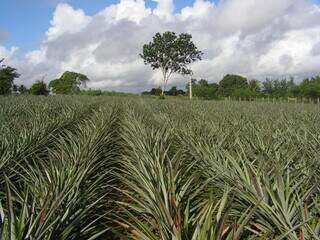 Capital lidera produ&ccedil;&atilde;o de abacaxi, uva e manga em Mato Grosso do Sul