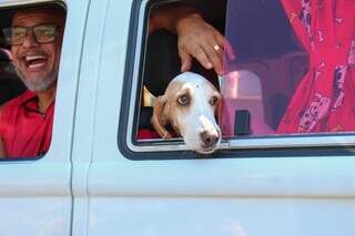 Kombi dos cachorros leva at&eacute; 15 pets e rouba olhares pelas ruas 