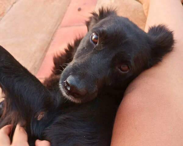 Assustado com temporal, Neguinho foge e est&aacute; desaparecido h&aacute; 10 dias