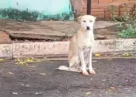 Magro e ferido, c&atilde;o &eacute; filmado durante agress&atilde;o no Aero Rancho 