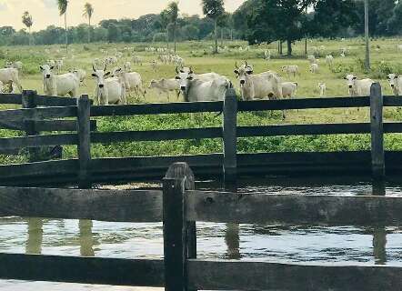 Terras rurais no Pantanal custam at&eacute; 31 vezes menos que em &aacute;reas agr&iacute;colas