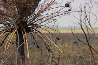 Seca recua em Mato Grosso do Sul e passa a atingir 23% do território Seca recua em Mato Grosso do Sul e passa a atingir 23% do território