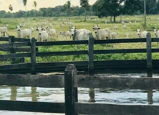 Terras rurais no Pantanal custam até 31 vezes menos que em áreas agrícolas Terras rurais no Pantanal custam até 31 vezes menos que em áreas agrícolas