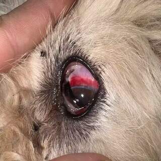 Cachorro é espancado a pauladas e resgatado com lesão grave no olho Cachorro é espancado a pauladas e resgatado com lesão grave no olho