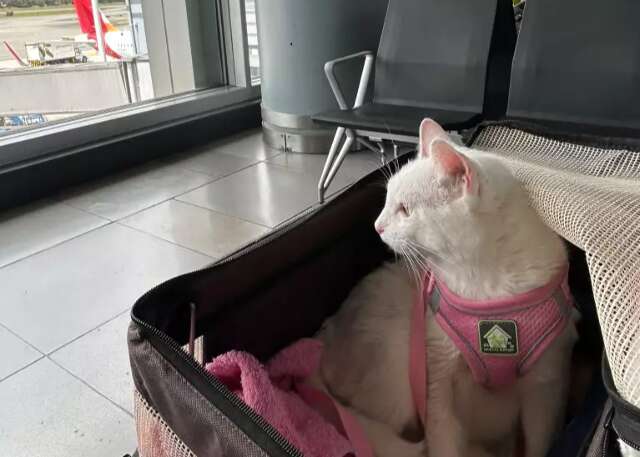 Ap&oacute;s morte do tutor, gata cruza tr&ecirc;s pa&iacute;ses para viver em Chicago