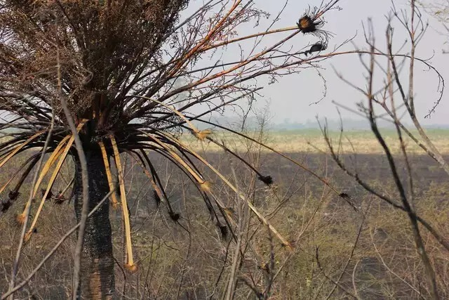 Seca recua em Mato Grosso do Sul e passa a atingir 23% do territ&oacute;rio