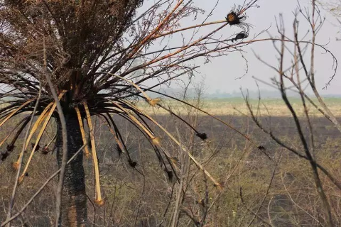 Seca recua em Mato Grosso do Sul e passa a atingir 23% do territ&oacute;rio