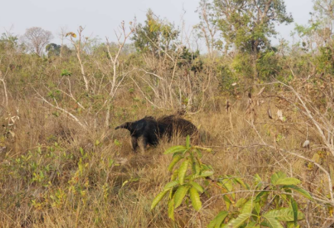 Onde nasce a &aacute;gua, Cerrado ganha prote&ccedil;&atilde;o permanente em Ribas do Rio Pardo