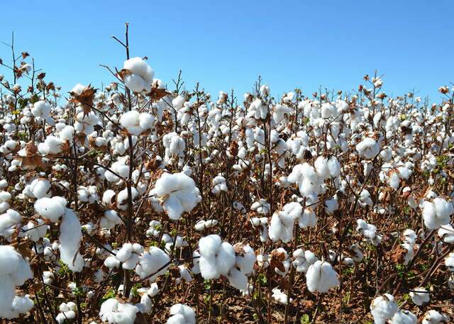 Novas cultivares elevam produtividade do algod&atilde;o e refor&ccedil;am prote&ccedil;&atilde;o da lavoura