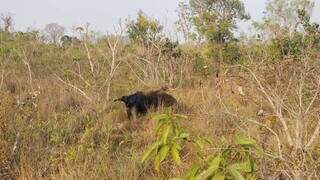Onde nasce a água, Cerrado ganha proteção permanente em Ribas do Rio Pardo Onde nasce a água, Cerrado ganha proteção permanente em Ribas do Rio Pardo