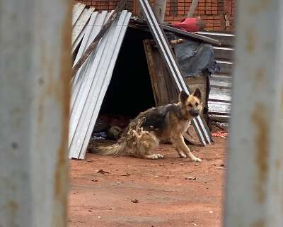 Ap&oacute;s resgate de cachorrinha chutada, pol&iacute;cia deflagra opera&ccedil;&atilde;o no interior