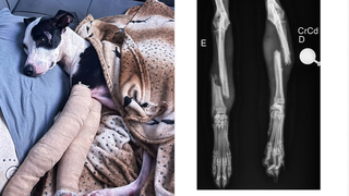 Após duas semanas desaparecido, Máscara volta para casa com patas quebradas Após duas semanas desaparecido, Máscara volta para casa com patas quebradas