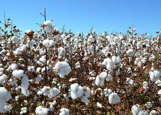 Novas cultivares elevam produtividade do algodão e reforçam proteção da lavoura Novas cultivares elevam produtividade do algodão e reforçam proteção da lavoura
