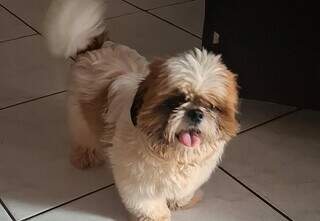 Estudante acolhe Shih Tzu perdido em lar tempor&aacute;rio na Vila Anahy