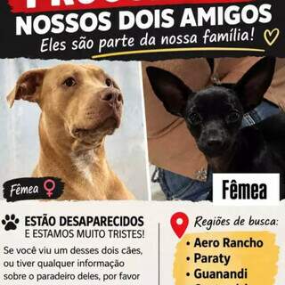Amizade inusitada: pinscher e pitbull fogem juntas na regi&atilde;o do Aero Rancho