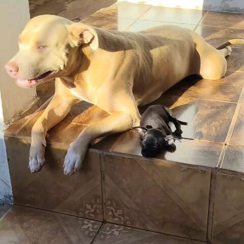 Amizade inusitada: pinscher e pitbull fogem juntas na regi&atilde;o do Aero Rancho
