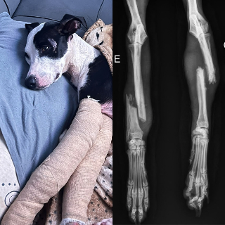 Ap&oacute;s duas semanas desaparecido, M&aacute;scara volta para casa com patas quebradas