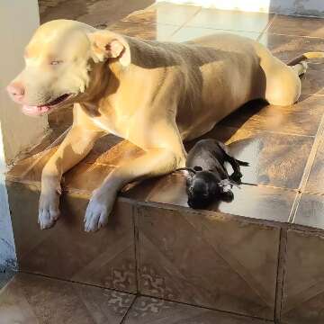 Amizade inusitada: pinscher e pitbull fogem juntas na regi&atilde;o do Aero Rancho