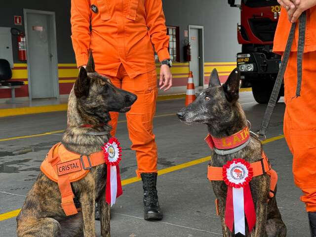 Tal m&atilde;e, tais filhas: herdeiras de Laika agora tamb&eacute;m s&atilde;o bombeiras