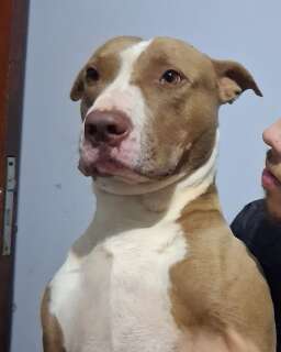 Pit bull desaparece ap&oacute;s temporal e tutora faz apelo por ajuda em Campo Grande