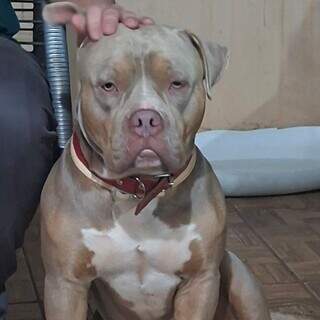 Família oferece R$ 1 mil para encontrar pitbull perdido no Zé Pereira Família oferece R$ 1 mil para encontrar pitbull perdido no Zé Pereira