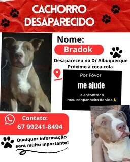Pit bull desaparece ap&oacute;s temporal e tutora faz apelo por ajuda em Campo Grande