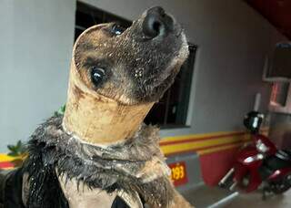 Cachorro cai em tubulação enquanto fugia da chuva em Ivinhema e é resgatado Cachorro cai em tubulação enquanto fugia da chuva em Ivinhema e é resgatado