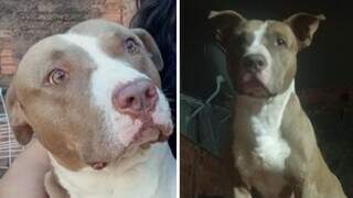 Pit bull desaparece ap&oacute;s temporal e tutora faz apelo por ajuda em Campo Grande