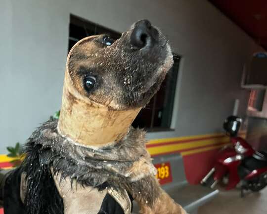 Cachorro cai em tubula&ccedil;&atilde;o enquanto fugia da chuva em Ivinhema e &eacute; resgatado