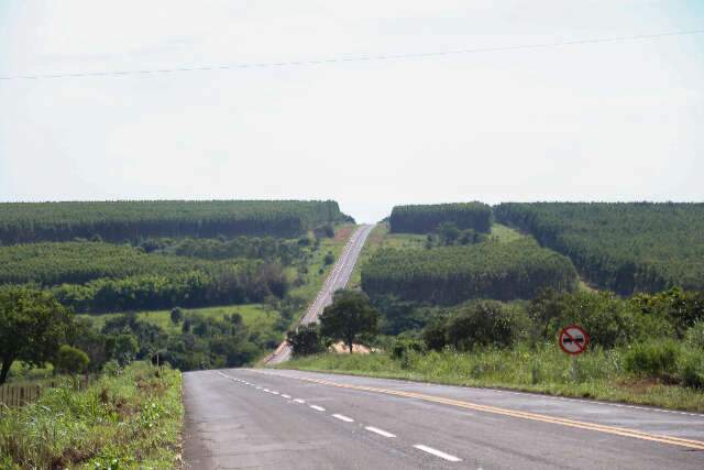 IBGE: MS tem as 7 cidades com maiores &aacute;reas de florestas plantadas do Brasil