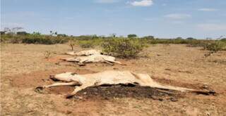 Fazenda com 8,8 mil bois firma TAC após mortes e sinais de desnutrição Fazenda com 8,8 mil bois firma TAC após mortes e sinais de desnutrição