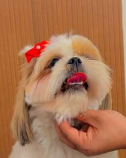 Fam&iacute;lia busca shih-tzu que ajuda crian&ccedil;a com TDAH e oferece R$ 500
