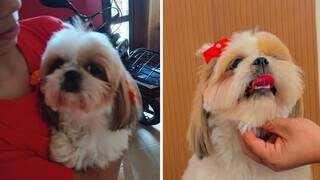Família busca shih-tzu que ajuda criança com TDAH e oferece R$ 500 Família busca shih-tzu que ajuda criança com TDAH e oferece R$ 500