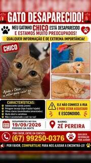 Após escapar pelo muro, Chico não é mais visto e preocupa tutores Após escapar pelo muro, Chico não é mais visto e preocupa tutores