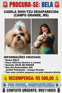 Família busca shih-tzu que ajuda criança com TDAH e oferece R$ 500 Família busca shih-tzu que ajuda criança com TDAH e oferece R$ 500