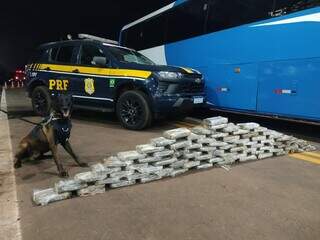 Operação da PRF prende 28 bolivianos com 235 kg de cocaína no estômago Operação da PRF prende 28 bolivianos com 235 kg de cocaína no estômago
