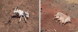 Fazenda com 8,8 mil bois firma TAC após mortes e sinais de desnutrição Fazenda com 8,8 mil bois firma TAC após mortes e sinais de desnutrição